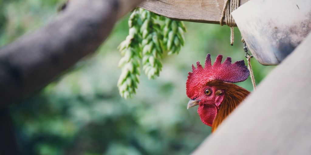 Rooster 30 days of tests